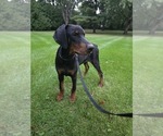 Small #6 Doberman Pinscher