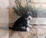 Small Photo #2 Bernedoodle Puppy For Sale in ELKTON, VA, USA