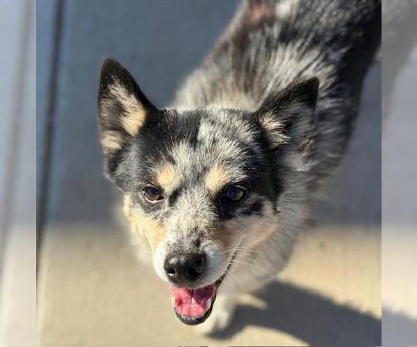 Medium Photo #1 Mutt Puppy For Sale in Tulsa, OK, USA