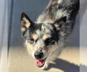 Mutt Dogs for adoption in Tulsa, OK, USA