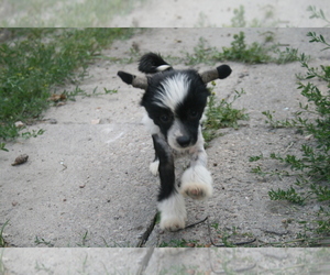 Chinese Crested Puppy for sale in Lodz, Lodz Voivodeship, Poland