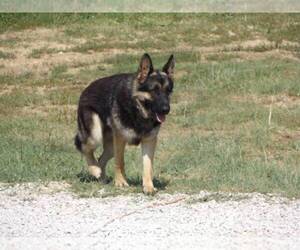 Father of the German Shepherd Dog puppies born on 05/21/2022