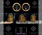 Small Photo #100 Poodle (Toy) Puppy For Sale in WARSAW, IN, USA
