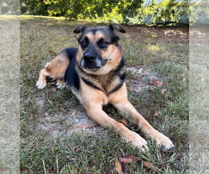 Verity - Female German Shepherd Dog-Unknown Mix Dog for Adoption - Photo #4