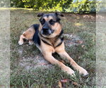 Small Photo #4 German Shepherd Dog-Unknown Mix Puppy For Sale in Attalka, AL, USA