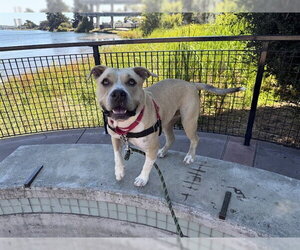 American Pit Bull Terrier-Unknown Mix Dogs for adoption in Berkeley , CA, USA