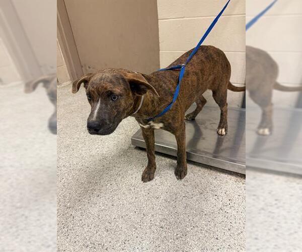 Medium Photo #1 Rhodesian Ridgeback-Unknown Mix Puppy For Sale in Conroe, TX, USA