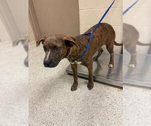 Rhodesian Ridgeback-Unknown Mix Dogs for adoption in Conroe, TX, USA