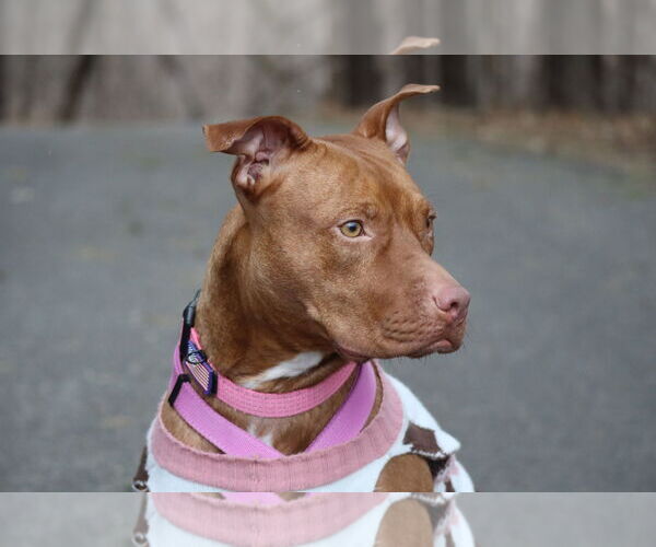 Medium Photo #11 Bullboxer Pit Puppy For Sale in Princeton, MN, USA