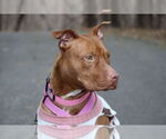 Small #10 Bullboxer Pit
