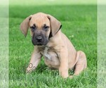 Small #2 Great Dane