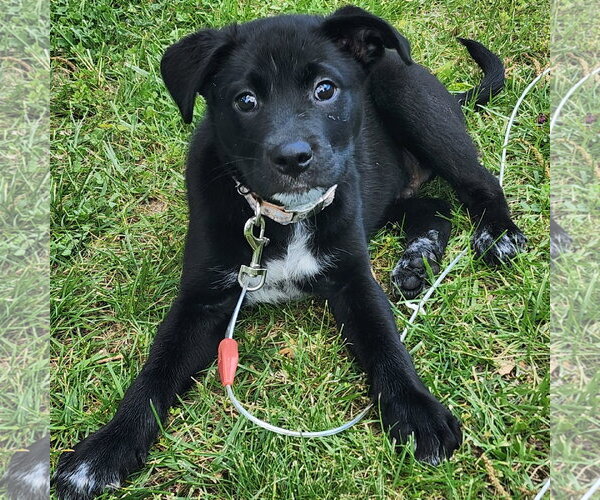 Medium Photo #4 Labsky Puppy For Sale in Hillsboro, MO, USA