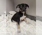 Small #1 American Pit Bull Terrier-Labrador Retriever Mix