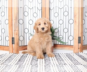 Goldendoodle Puppy for sale in NAPLES, FL, USA