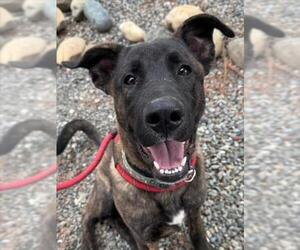 Holland Shepherd Dogs for adoption in Woodland, CA, USA