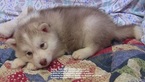 Puppy 1 Siberian Husky