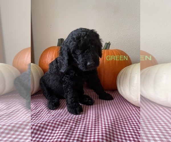 Medium Photo #16 Golden Mountain Doodle  Puppy For Sale in FORT SMITH, AR, USA
