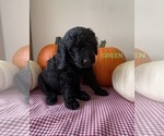 Small Photo #16 Golden Mountain Doodle  Puppy For Sale in FORT SMITH, AR, USA
