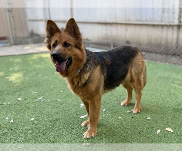 Medium Photo #1 German Shepherd Dog Puppy For Sale in San Diego, CA, USA