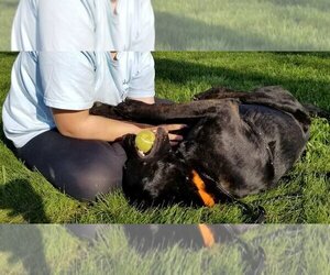 Colby - Male German Shepherd Dog Dog for Adoption - Photo #18