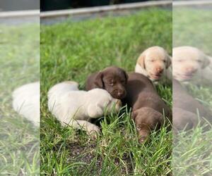 Labrador Retriever Puppy for sale in TAMPA, FL, USA