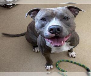 American Staffordshire Terrier Dogs for adoption in Derwood, MD, USA