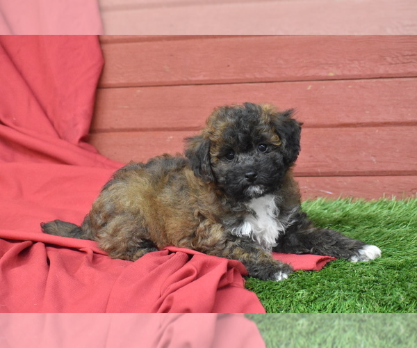 Medium Photo #3 Bichpoo Puppy For Sale in ELDORADO, OH, USA