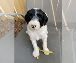 Puppy 5 Poodle (Standard)-Shepadoodle Mix
