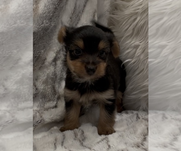 Medium Photo #8 Yorkshire Terrier Puppy For Sale in MOUNT CARMEL, PA, USA