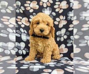 Cock-A-Poo-Poodle (Miniature) Mix Puppy for sale in PEACH BOTTOM, PA, USA
