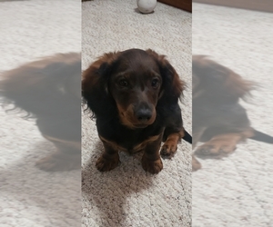 Dachshund Puppy for sale in TERRE HAUTE, IN, USA
