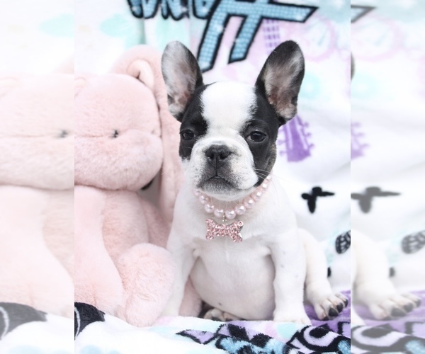 Medium Photo #1 French Bulldog Puppy For Sale in PORT SAINT LUCIE, FL, USA