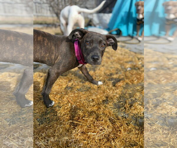 Medium Photo #1 Mutt Puppy For Sale in New London, WI, USA