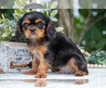 Small #4 Cavalier King Charles Spaniel