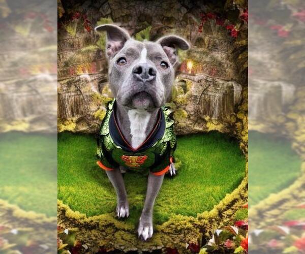 Medium Photo #3 American Pit Bull Terrier Puppy For Sale in Charlotte, NC, USA