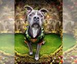 Small #2 American Pit Bull Terrier