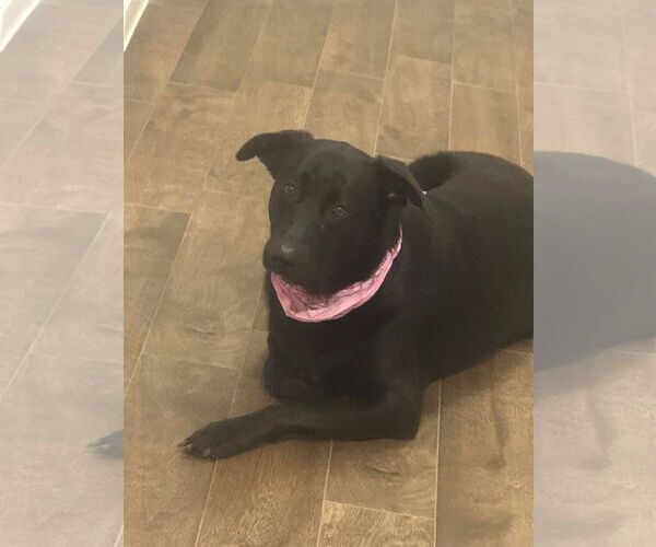 Medium Photo #4 Labrador Retriever-Unknown Mix Puppy For Sale in McKinney, TX, USA