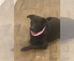 Small #3 Labrador Retriever Mix