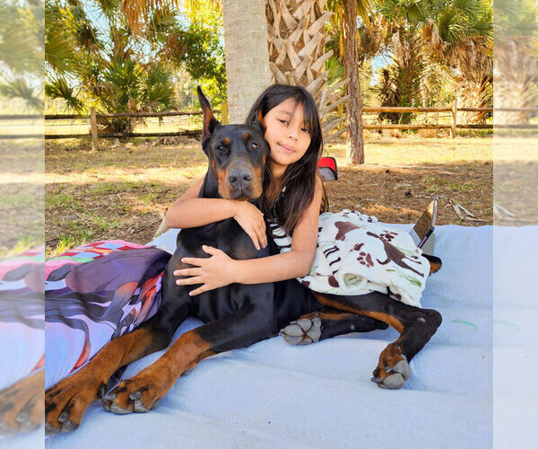 Medium Photo #23 Doberman Pinscher Puppy For Sale in FORT LAUDERDALE, FL, USA
