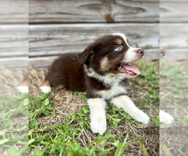 Medium Photo #2 Miniature Australian Shepherd Puppy For Sale in ORLANDO, FL, USA