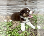 Small #1 Miniature Australian Shepherd