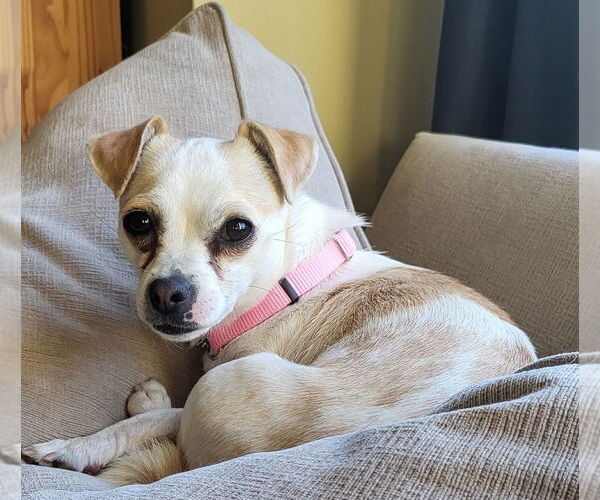 Medium Photo #2 Chihuahua-Unknown Mix Puppy For Sale in Bellevue, WA, USA