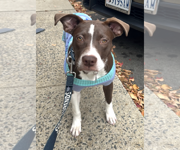 Medium Photo #2 Lab-Pointer Puppy For Sale in Rockville, MD, USA