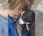 Small #13 Boston Terrier Mix