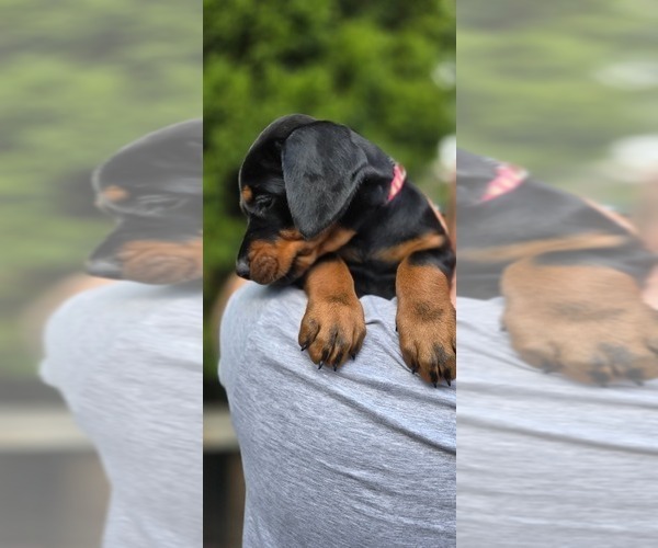 Medium Photo #19 Doberman Pinscher Puppy For Sale in WHEELING, IL, USA