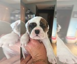 Puppy Stella Olde English Bulldogge
