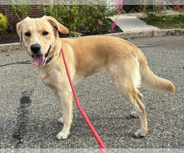 Medium Photo #1 Labrador Retriever-Unknown Mix Puppy For Sale in Bridgewater, NJ, USA