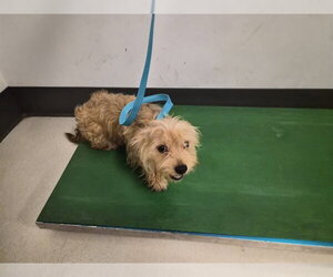 Mutt Dogs for adoption in Corona, CA, USA