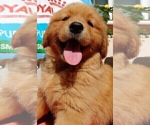 English Cream Golden Retriever Puppy for sale in SANTA ANA, CA, USA
