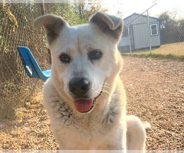 Medium Photo #1 Siberian Husky-Unknown Mix Puppy For Sale in Anniston, AL, USA